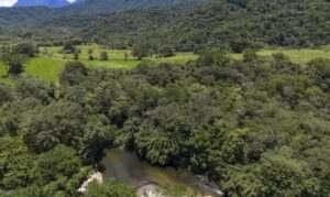 Área de vegetação nativa fragmentada recua 43% em quase quatro décadas