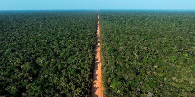 BR-319 mantém 86% de vegetação nativa enquanto agropecuária expande em outras rodovias