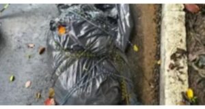 Polícia Civil investiga nove mortes com sinais de execução em São Paulo